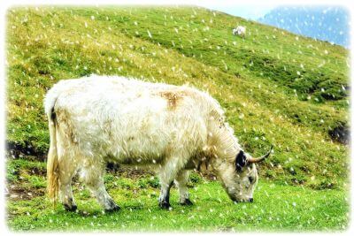 effetto neve su mucca