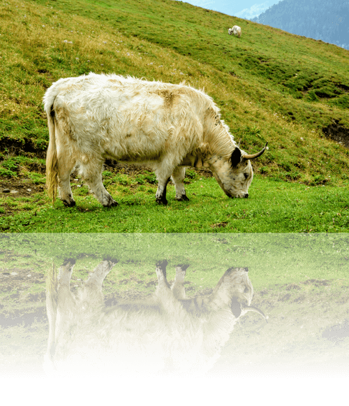 foto con riflesso